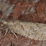 Attēlu rezultāti vaicājumam “Epiblema grandaevana”