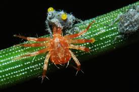 Attēlu rezultāti vaicājumam “Schizolachnus pineti”