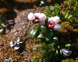 Attēlu rezultāti vaicājumam “Vaccinium vitis-idaea bud”