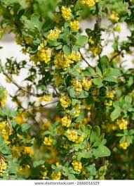 Attēlu rezultāti vaicājumam “Berberis vulgaris flower”
