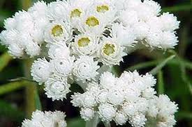 Attēlu rezultāti vaicājumam “Anaphalis margaritacea leaf”