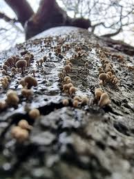 Attēlu rezultāti vaicājumam “Phleogena faginea stalked”