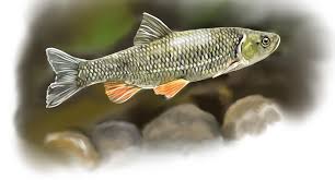 Image result for Squalius cephalus