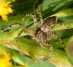 Attēlu rezultāti vaicājumam “Philodromus sp.”