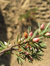 Attēlu rezultāti vaicājumam “Juniperus communis male flower”