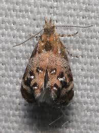 Attēlu rezultāti vaicājumam “Morophaga choragella”