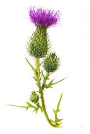 Attēlu rezultāti vaicājumam “Cirsium vulgare”