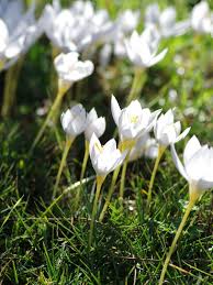 Attēlu rezultāti vaicājumam “Crocus speciosus flower”