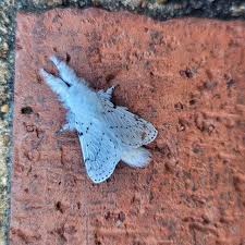 Attēlu rezultāti vaicājumam “Cribraria martinii”