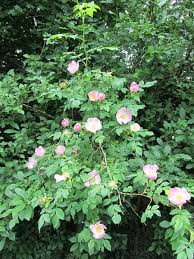 Attēlu rezultāti vaicājumam “Rosa canina”