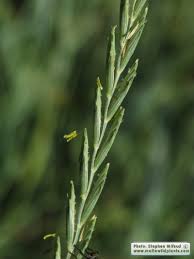 Attēlu rezultāti vaicājumam “Elytrigia repens”