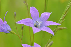 Attēlu rezultāti vaicājumam “Campanula rapunculoides bud”