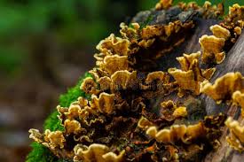 Attēlu rezultāti vaicājumam “Hymenochaete rubiginosa”