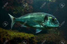 Image result for Sparus aurata