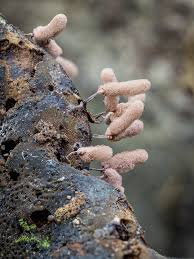 Attēlu rezultāti vaicājumam “Diderma testaceum macro”