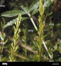 Attēlu rezultāti vaicājumam “Hammarbya paludosa leaf”