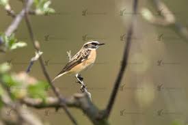 Attēlu rezultāti vaicājumam “Saxicola rubetra adult”