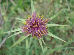 Attēlu rezultāti vaicājumam “Tragopogon heterospermus”