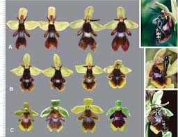 Attēlu rezultāti vaicājumam “Ophrys insectifera flower”