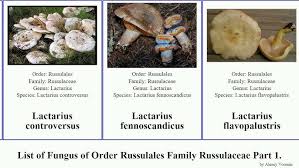 Attēlu rezultāti vaicājumam “Russulales”