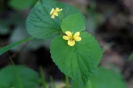 Attēlu rezultāti vaicājumam “Viola uliginosa leaf”