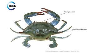 Image result for Callinectes sapidus