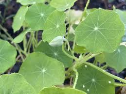 Attēlu rezultāti vaicājumam “Tropaeolum majus bud”
