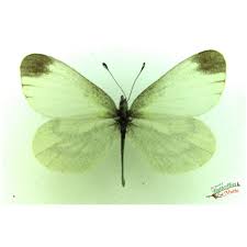 Attēlu rezultāti vaicājumam “Leptidea sinapis”