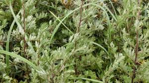 Attēlu rezultāti vaicājumam “Artemisia vulgaris leaf”