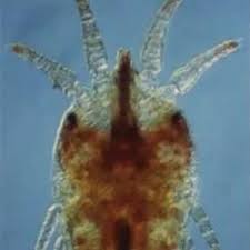 Attēlu rezultāti vaicājumam “Acari”