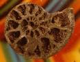 Carbon Dating Background