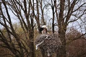Attēlu rezultāti vaicājumam “Ciconia ciconia nest”