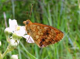 Attēlu rezultāti vaicājumam “Brenthis ino upperside”