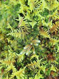 Attēlu rezultāti vaicājumam “Thuidium”