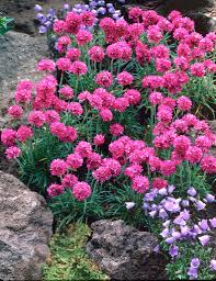 Attēlu rezultāti vaicājumam “Armeria vulgaris leaf”