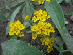 Image result for Alyssum saxatile