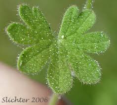 Attēlu rezultāti vaicājumam “Geranium molle”