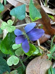 Attēlu rezultāti vaicājumam “Viola sororia flower”