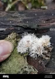 Attēlu rezultāti vaicājumam “Tilachlidium brachiatum”