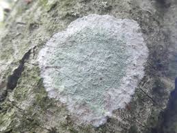 Attēlu rezultāti vaicājumam “Phlyctis agelaea”