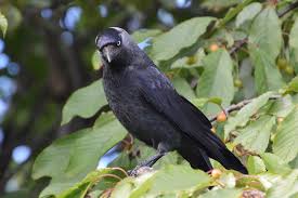 Attēlu rezultāti vaicājumam “Corvus monedula”