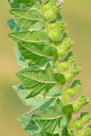 Attēlu rezultāti vaicājumam “Hyoscyamus niger fruit”