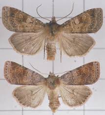 Attēlu rezultāti vaicājumam “Diarsia florida”