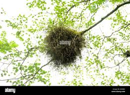 Attēlu rezultāti vaicājumam “Taphrina betulina”