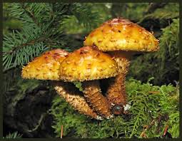 Attēlu rezultāti vaicājumam “Pholiota aurivella”