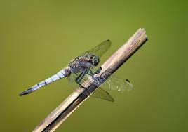 Attēlu rezultāti vaicājumam “Orthetrum cancellatum”
