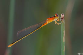 Attēlu rezultāti vaicājumam “Ischnura pumilio”