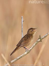 Image result for Locustella naevia