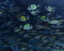 Image result for Diplodus vulgaris