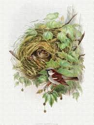 Attēlu rezultāti vaicājumam “Passer domesticus”